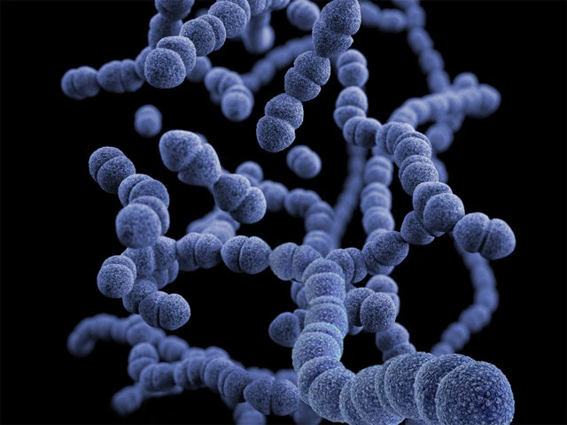 【ペニシリン耐性肺炎球菌（ＰＲＳＰ）】 肺炎や中耳炎をもたらす肺炎球菌のなかで、“感染症の万能薬”ともいわれ、現在も使用頻度が高いペニシリンに耐性を持つ病原菌。ペニシリンを使えば使うほど耐性菌は増殖し、日本に棲息する肺炎球菌の約半数がＰＲＳＰに変異しているといわれる。これが国内の肺炎治療を難航させ、その死者数を増やす大きな要因に。脳と脊髄に感染が起きる髄膜炎など、ＰＲＳＰの感染症は重症なものが多く、治療に失敗すれば直接的に命や後遺症に関わる。　©Illustrator: Dan Higgins