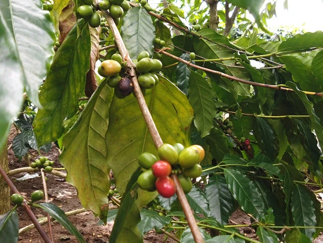 コーヒーの木。ジャコウネコは真っ赤に熟したコーヒーの実だけを食べるのだそう