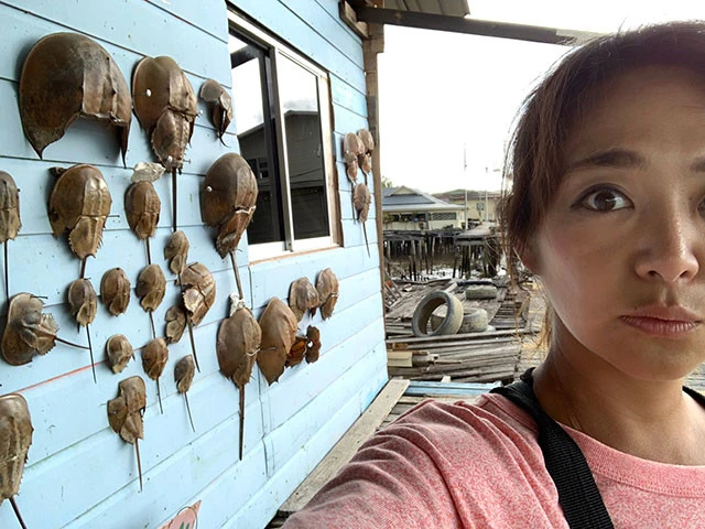 水上集落で見つけた住居らしきところには、壁いっぱいのカブトガニ。これアート？