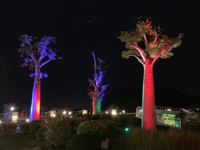 夜になるとライトアップもされるバオバブの木