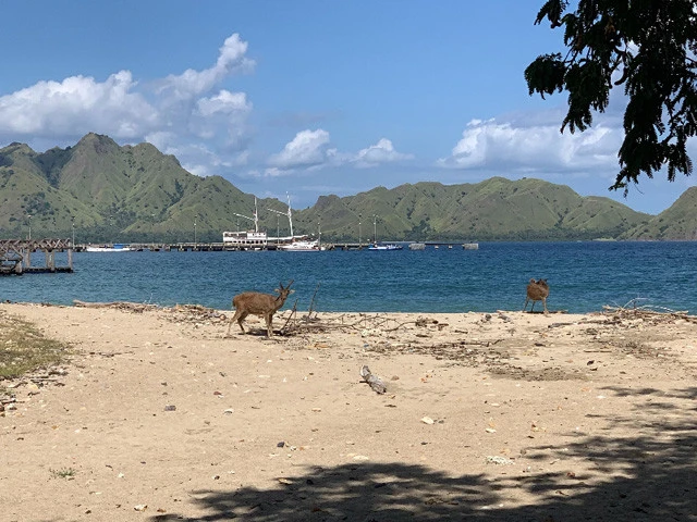 コモド島の鹿ビーーーチ！　コモドドラゴンは鹿食べるそうだけど、鹿の絶滅は守らんでダイジョブなのか心配。