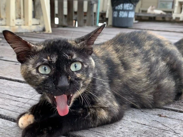 猫がいっぱいいた。間違って川に落っこちたりしないか心配