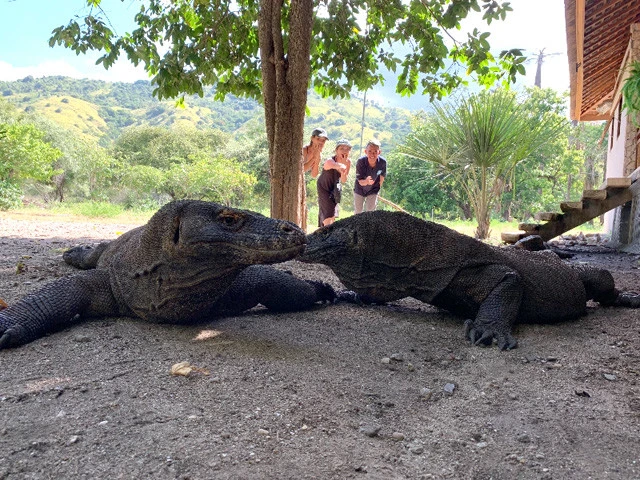 コモドドラゴンのキスシーン！？ なんちゃって