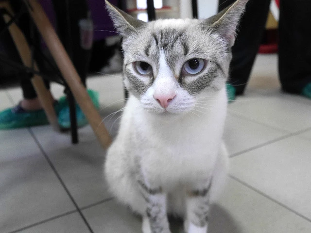 黒目のまわりのブルーが美しい猫