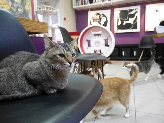 ウェルカム猫共和国へ！