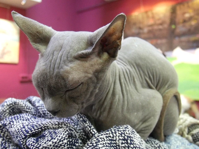 ＳＦ感の強いスフィンクス