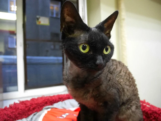 この子コーニッシュレックスだと思うんだけど、違ったらゴメンナサイ