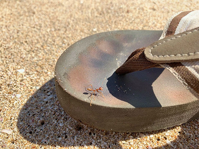 赤いアリ注意！　噛む力すごい！　すごくイタイ！　毒アリじゃないといいけど