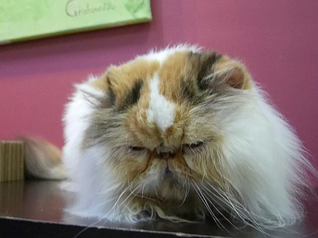 顔が埋もれているブスカワ猫はエキゾチックショートヘアかしら