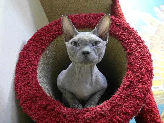 「人間め! おまえをエサにしてやろうか!」と言わんばかりの顔