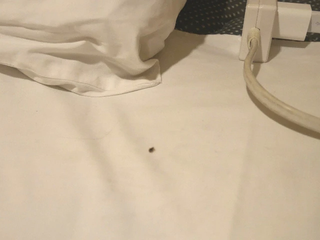 普通より大きめの南京虫。パリで会ったコイツに再び今度はバリで会うとは