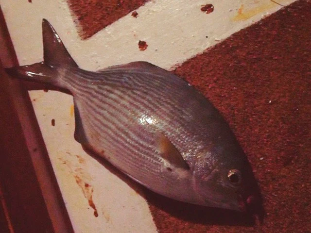 これ釣った! 種類はナゾ!