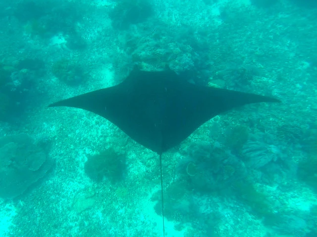 世界の海を潜ってるけど、実はマンタを見るのは初めて! 感動!