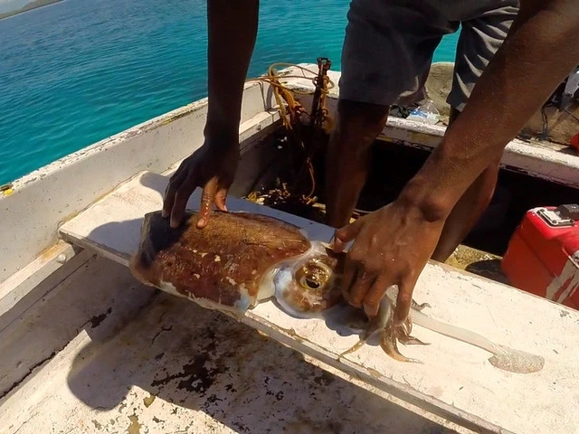 ネタじゃなくオバケイカが獲れた! ヌルヌルだよ~