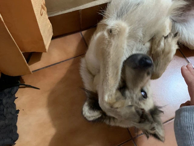 猫のような動きをして甘えてくる犬