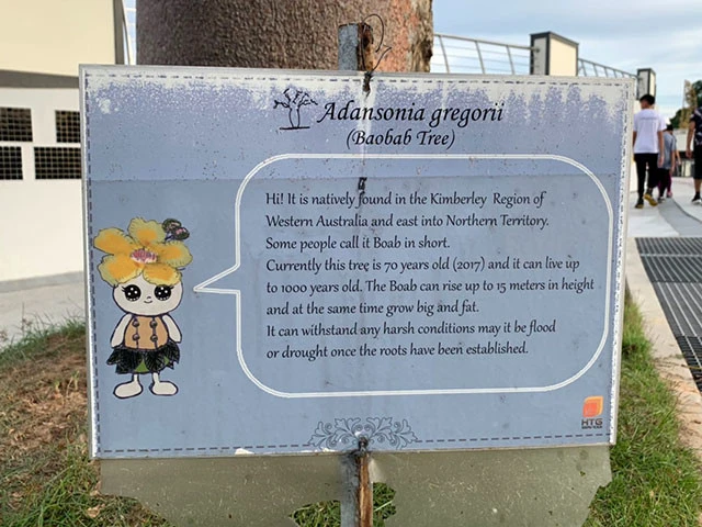 ブルネイにあるバオバブの木はオーストラリア原産のアダンソニア・グレゴリーという品種