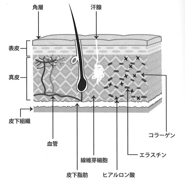 【図】肌の構造(『美肌のために必要なこと』より)