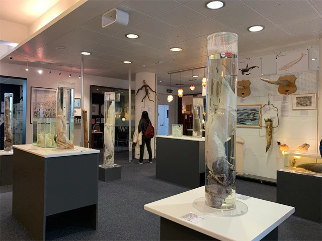 ペニス博物館館内