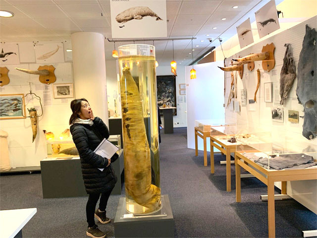 旅人マリーシャの世界一周紀行 第２８３回 アイスランドの真面目な秘宝館 ペ ス博物館 の驚愕コレクション ライフ 文化 ニュース 週プレnews 週刊プレイボーイのニュースサイト