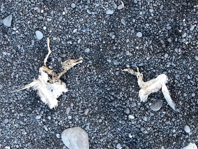 パフィン熱が強すぎて、多分パフィンの死骸と思われるものまで発見したナオミちゃん