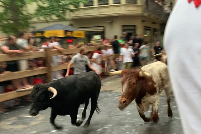 迫力の牛のダッシュ！