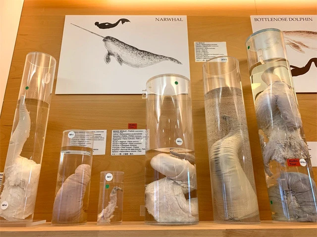 ホルマリン漬けのそれら