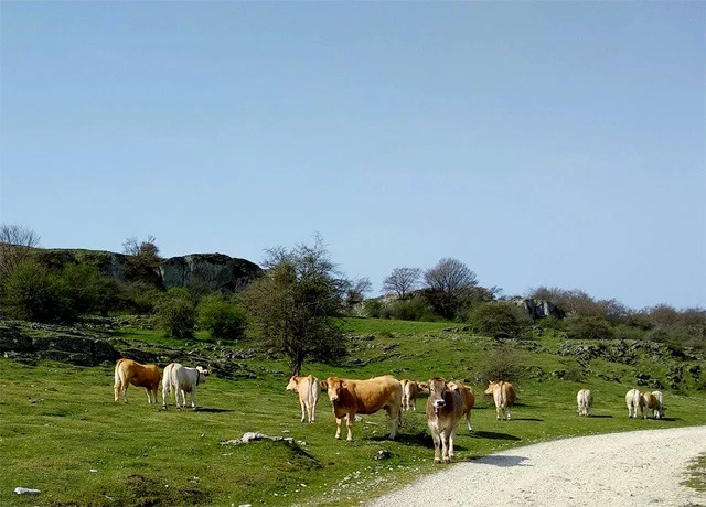 放し飼いでストレスのないのんびりした動物たち