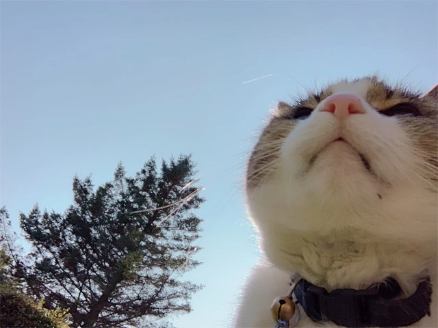 アイスランドの猫ちゃんに癒される