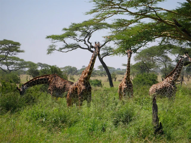 主人公がヌーやライオンを追いかけたアフリカの野生の楽園セレンゲティ