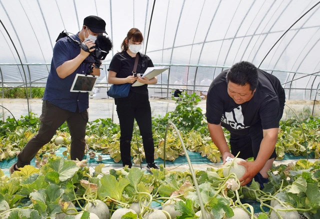 日本一の生産量を誇る茨城のメロン。最近は「オンラインメロン狩り」もできるようになったという