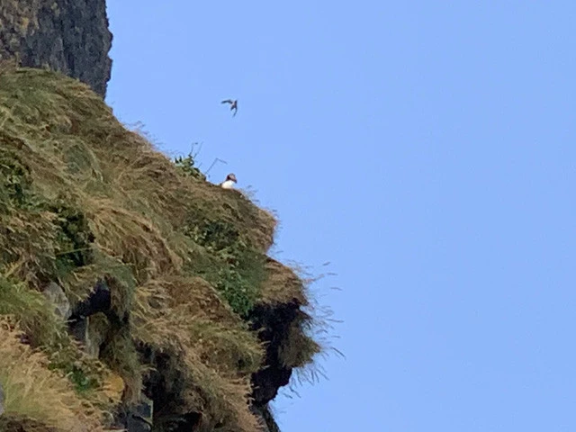 体長30cmほどの小さなパフィン