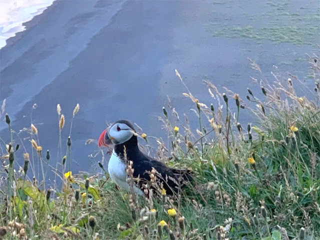 ディルホラエイにあるパフィンのコロニー