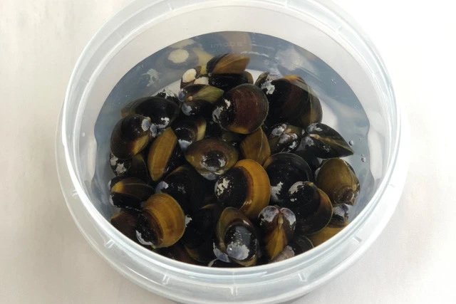 シジミは冷凍することでだしもよく出て栄養価も上がる。水に漬けたまま冷凍保存しよう