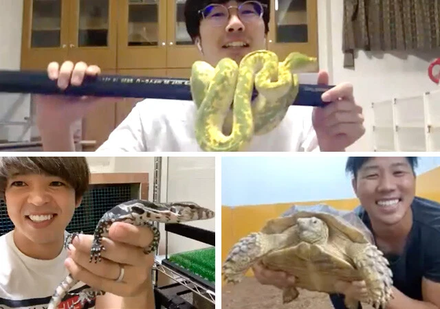 人気の爬虫類系ユーチューバー、真夜中のビバリウムさん（上）、アニマルタイガさん（左下）、ちゃんねる鰐さん