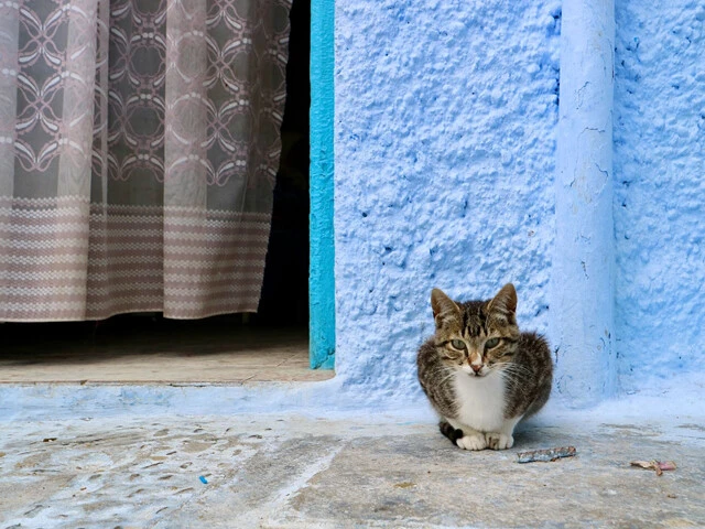 とにかく猫が多い