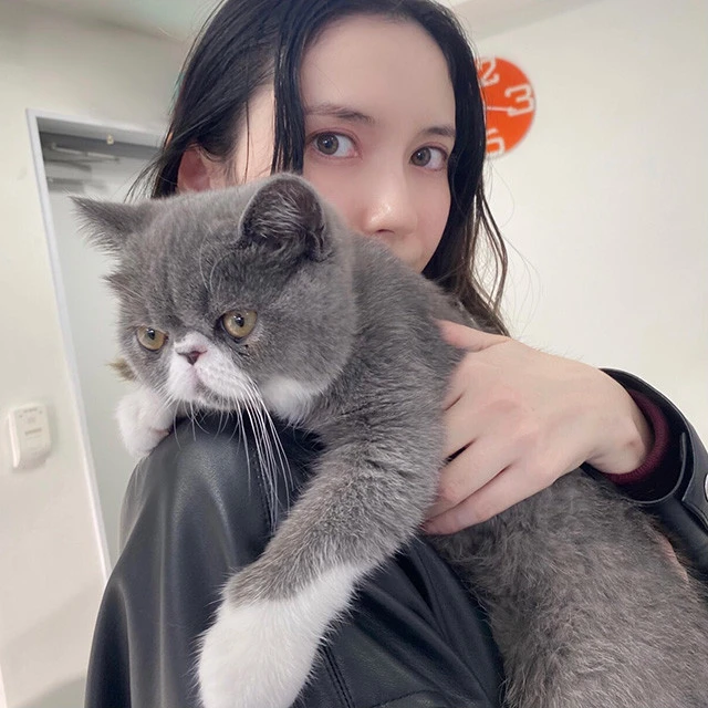 犬派の市川を猫の魅力に目覚めさせてくれた、知り合いが飼っているエキゾチックショートヘアの「ふう」と