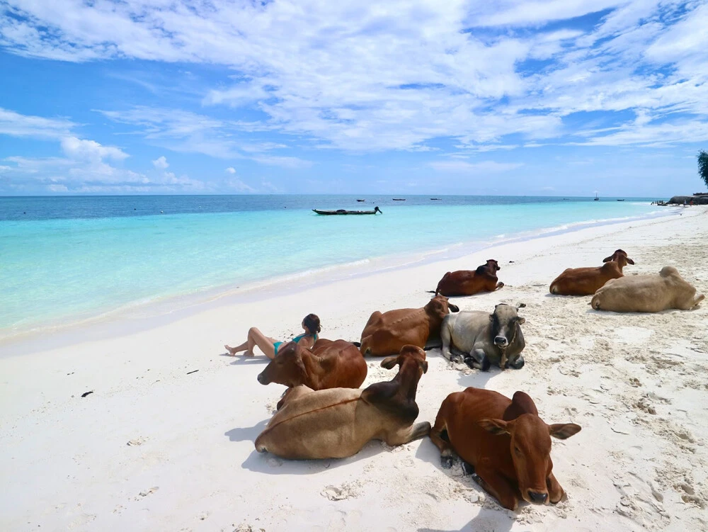 ザニアのザンジバル島にあるヌングイ・ビーチで牛と日光浴
