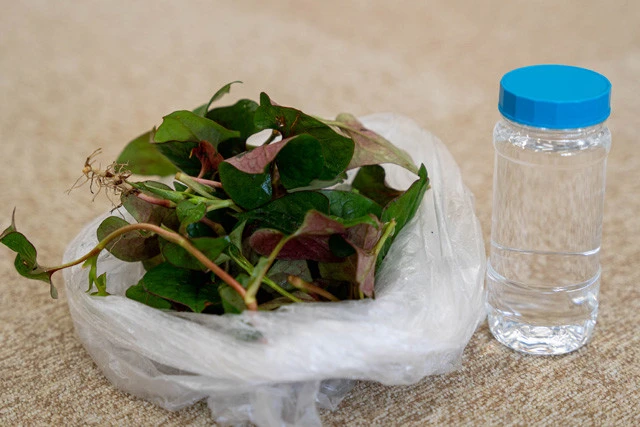 野草で防虫! ドクダミスプレー