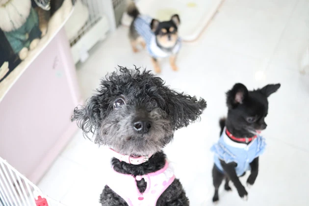 東京・世田谷にあるNPO法人「犬猫みなしご救助隊」の犬猫譲渡センター東京支部。ここで保護犬猫たちと触れ合い、新しい飼い主になることもできる