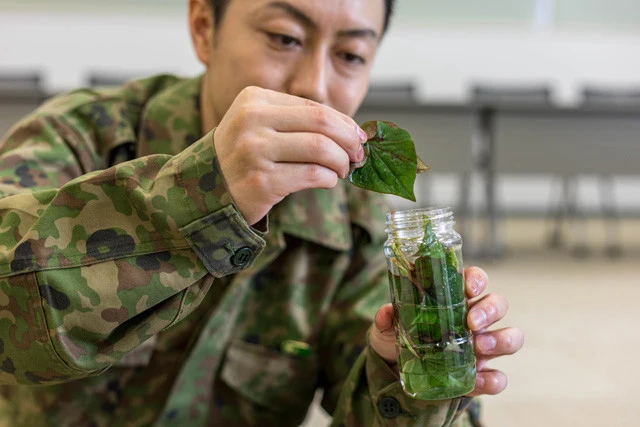 ①焼酎のボトルに防虫効果のあるドクダミを入れひと晩漬ける