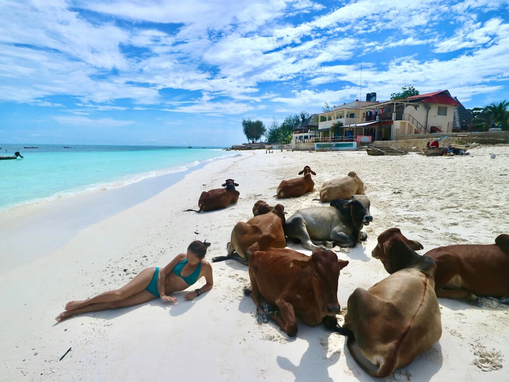 ヌングイ・ビーチに寝そべる牛と同じ色した肌の旅人