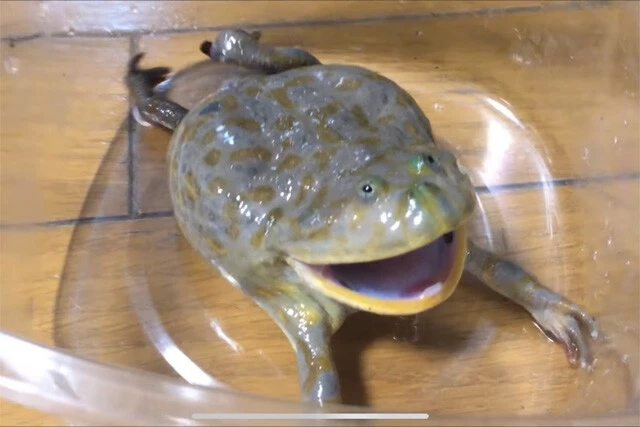 バジェットガエルのかわいい鳴き声　９００万回再生！！