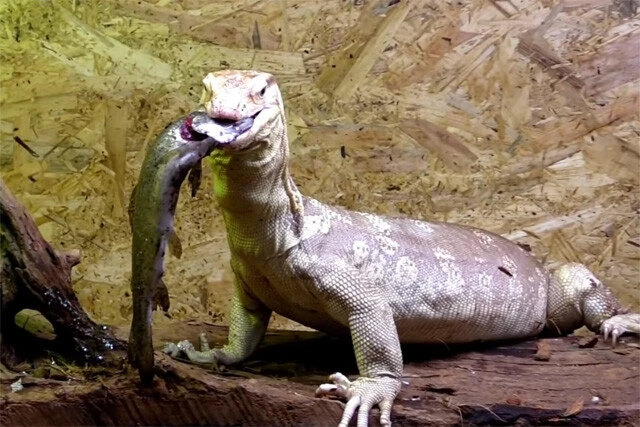 ２大人気企画は捕食・脱皮。オオトカゲの捕食は恐竜のような大迫力。一方で、脱皮中のヤモリはベビー服を着たような愛らしさ。その種類によって楽しみ方はさまざま