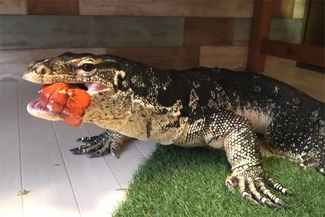 オマールエビを食べる２ｍのオオトカゲ　２００万回再生！！