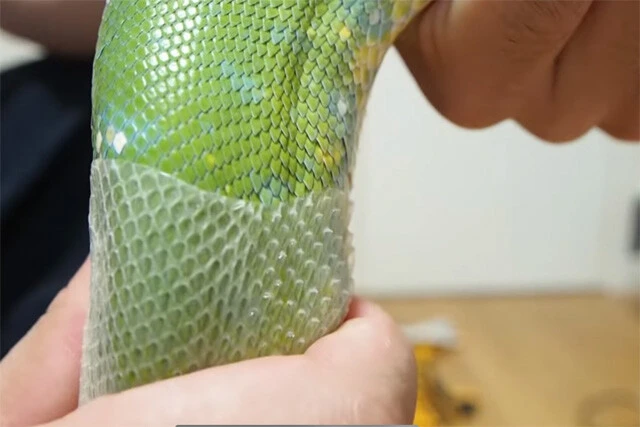 脱皮を飼い主に手伝わせるヘビ　５００万回再生！！