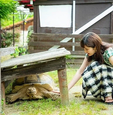 市川紗椰のひそかな夢「実はずっと亀そのものに惹かれてきました」