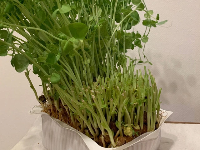 ボーボーに生えたマイ豆苗