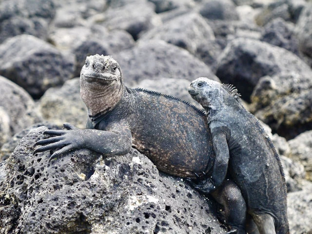 ガラパゴスのイグアナちゃん。カメラ目線サンキューです!