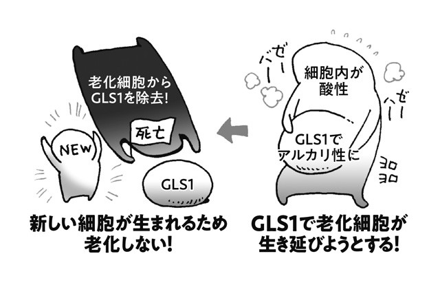 老化細胞を除去する薬で 健康寿命１２０年時代 がやって来る ライフ 文化 ニュース 週プレnews 週刊プレイボーイのニュースサイト