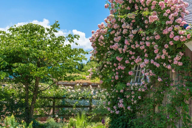 ローザンベリー多和田 オーナー手作りのイングリッシュガーデン。SLや採れたて野菜を食べられる施設もある